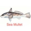 SeaMullet