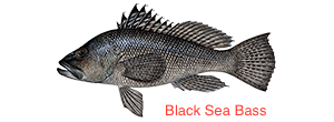 black-sea-bass-300x110