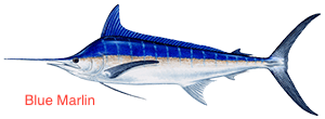blue-marlin-300x110