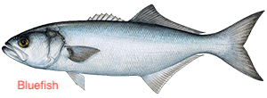 bluefish-300x110