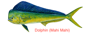 dolphinfish-300x110