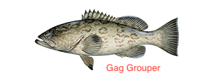 gag-grouper-300x110