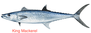 king-mackerel-300x110 copy