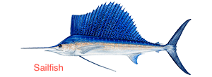 sailfish-300x110