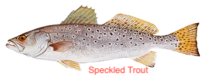 spotted-seatrout-300x110