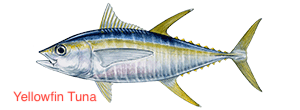 yellowfin-tuna-300x110