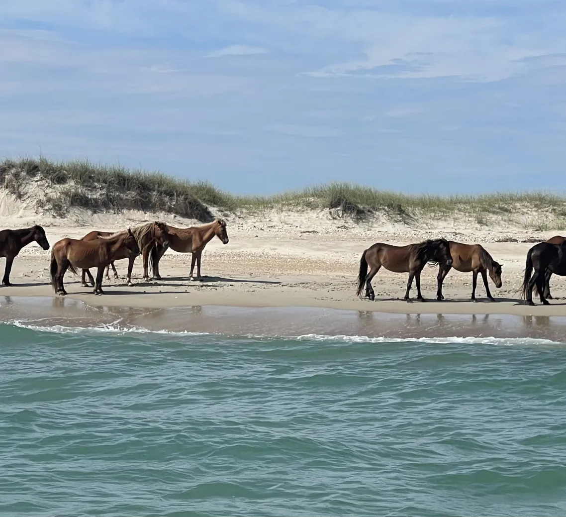 A group of wild horses stands on a sandy beach near the water with grassy dunes in the background.