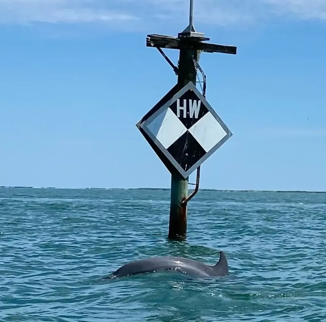 A dolphin swims near a nautical sign marked "HW" in calm blue water under a clear sky.