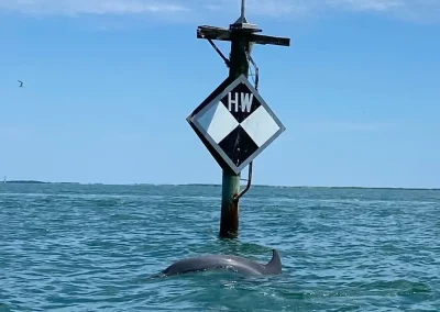 A dolphin swims near a water marker labeled "HW" in a calm, blue sea under a clear sky.