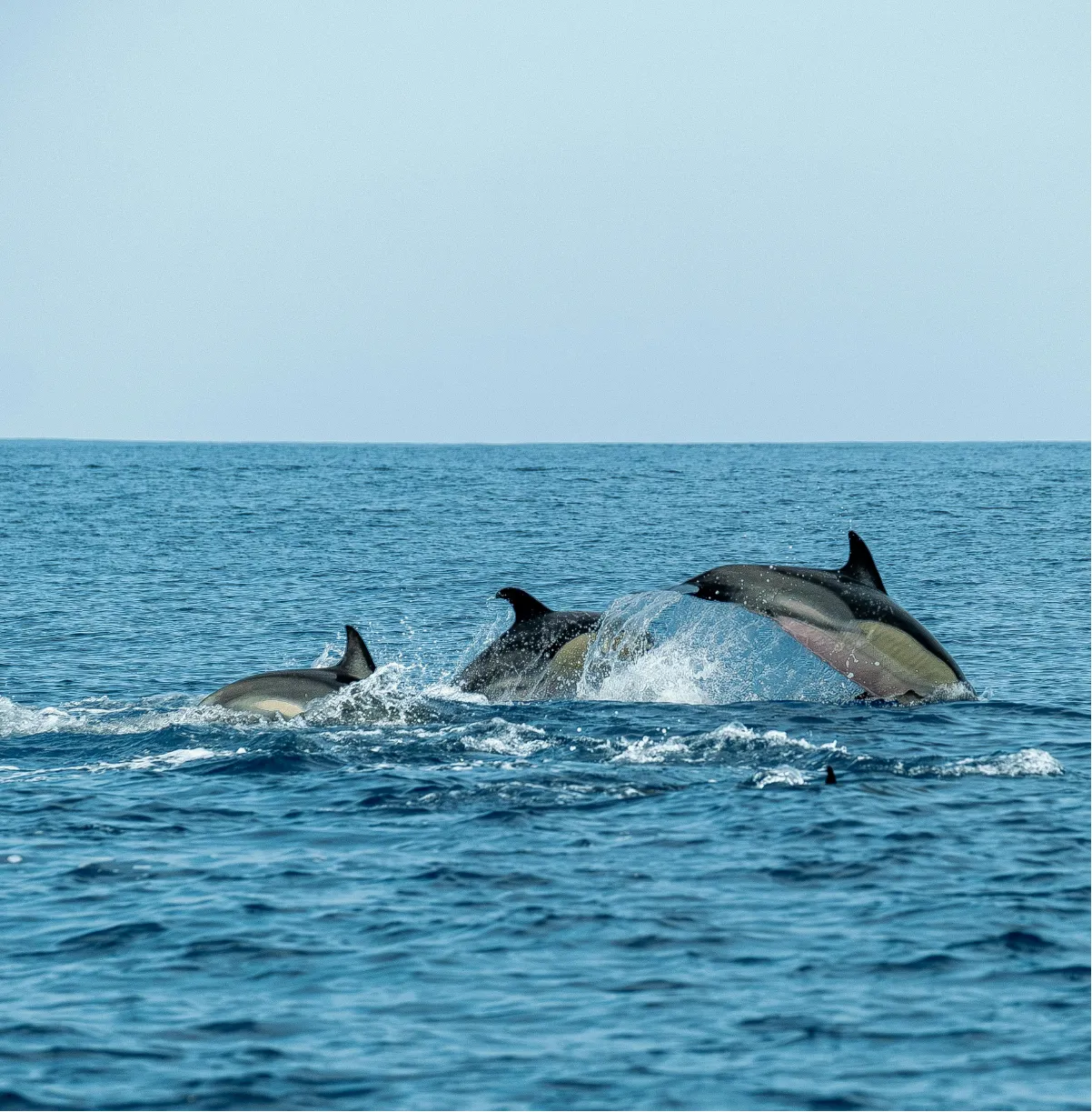 Three dolphins swimming together near the water’s surface in a calm, open ocean under a clear sky.